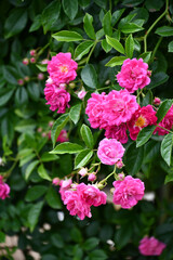バラ「スーパー・エクセルサ」 Rose 'Super Excelsa'
