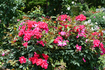 バラ「ノックアウト」バラの殿堂入り Rose "Knock Out" Rose Hall of Fame