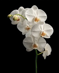 Elegant White Phalaenopsis Orchid on Green Stem, Isolated on Pure White Background with Soft Shadows - Perfect Floral Product Display