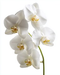 Elegant White Phalaenopsis Orchid on Green Stem, Isolated on Pure White Background with Soft Shadows - Perfect Floral Product Display