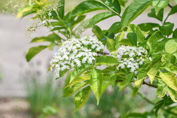 セイヨウニワトコ　Elder