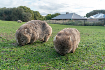 Mother and baby Wombat in nature on Maria Island, Tasmania, Australia