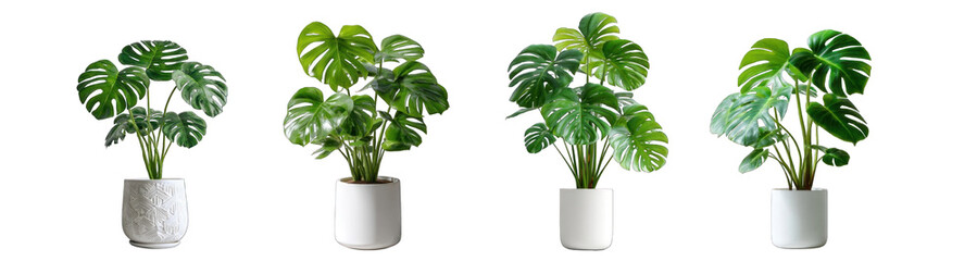 Collection of PNG. Monstera deliciosa in a modern white ceramic pot, isolated on a transparency background.