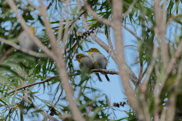 Couple of oriental white eye on the branch