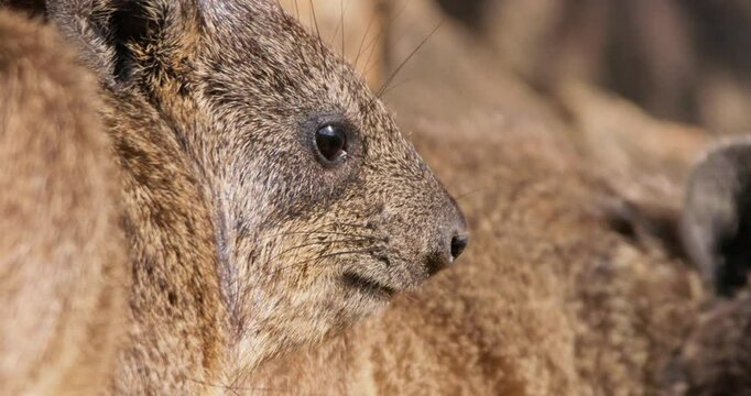 Extreme close-up of rock hyrax (Procavia capensis) face sniffing in morning in Kenya