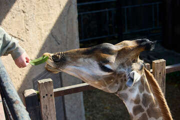 Giraffe eats leaves from human hand at zoo