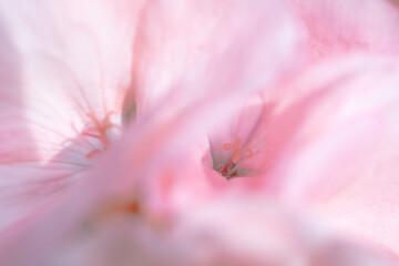 pink flower macro