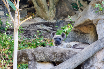 A hyena lies on rocks among trees