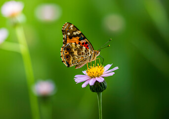 Obraz premium Close-Up of Colorful Butterfly on Blooming Flower 
