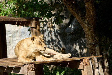 A lioness lies in her enclosure at the zoo
