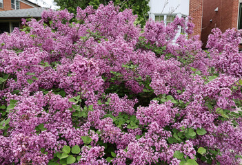lilac variety known as late lilac, with smaller but more abundant clusters of flowers