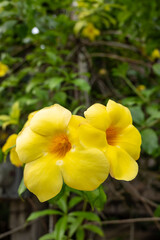 Vertical image of the Golden Trumpet or Yellow Bell flowers outside in the jungle at daytime on Bohol island in the Philippines in Asia with space for text.