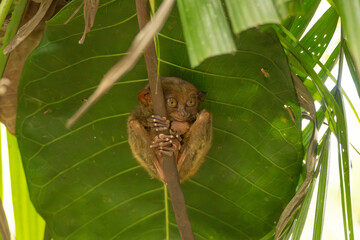 One islolated tarsier animal holding a a branch covered by a big green leaf outdoor at daytime in the jungle forest of Bohol island in The Philippines in Asia.