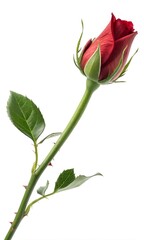 Single Red Rosebud with Stem and Leaves on White Background