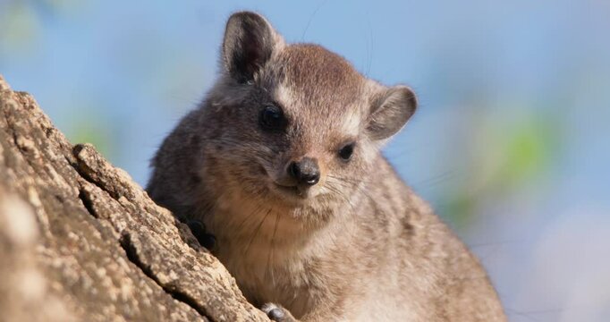 Close-up of a rock hyrax (Procavia capensis) face sunbathing and grooming on a rock outcrop in morning in Kenya
