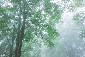 green forest, trees in the fog