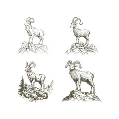 Markhor goat design vector template vintage illustration