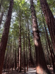 redwood trees in forest