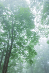green forest, trees in the fog