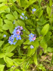 Delicate and beautiful Blue ForgetMeNot Flowers blooming in lush and vibrant greenery