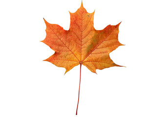 Obraz premium Maple leaf isolated on transparent or white background