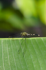 Green Dragonfly Perched on Banana Leaf