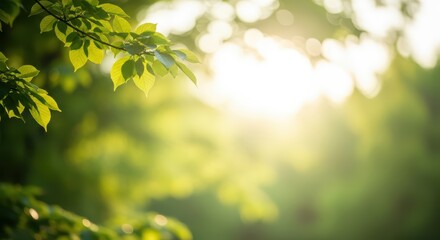 Obraz premium Sunlit Green Tree Leaves in Bright Natural Light in Summer