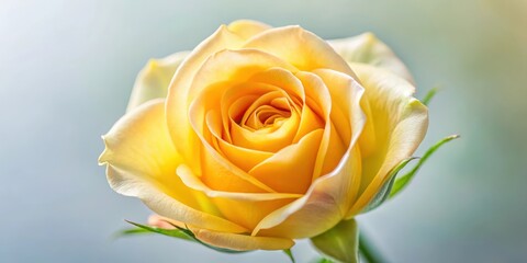 Fototapeta premium Delicate half-opened yellow rose bud with soft petals