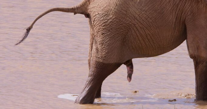 Close-up of an African Bush Elephants (Loxodonta africana) back urinating in a waterhole in savannah in the afternoon in Kenya 