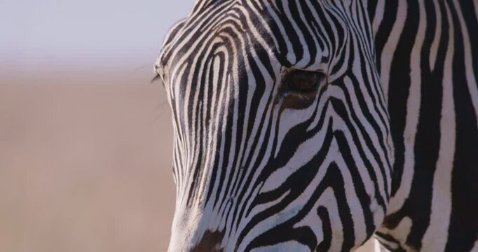Extreme close-up of a Grevy Zebras (Equus grevyi) head in dry savannah grasslands under hot midday sun in kenya 