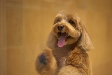 Happy dog playing behind a glass partition at a grooming salon