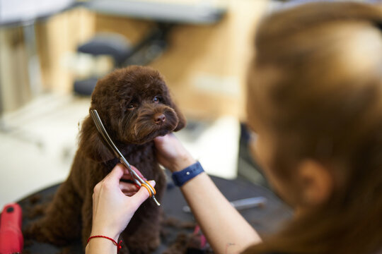 Brown dog receives hair grooming from professional stylist in salon