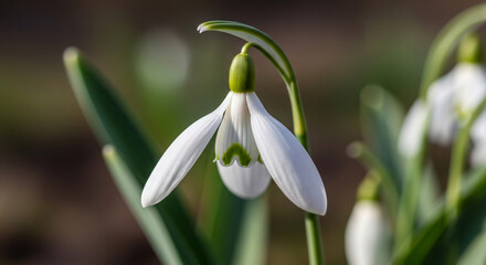 Fototapeta premium A honeybee diligently collects nectar from vibrant purple salvia flowers in a sunlit field.