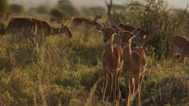 Wide gimbal parallax of juvenile male Impala (Aepyceros melampus) standing in grass savannah with golden sunrise shining in Kenya