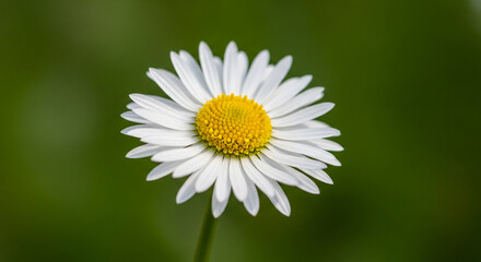 Obraz premium A honeybee diligently collects nectar from vibrant purple salvia flowers in a sunlit field.