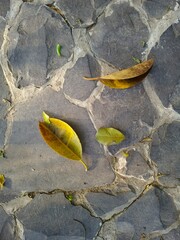 stone path with fallen leaves, A yellow fallen leaf lies in the sunlight on a gray concrete tile