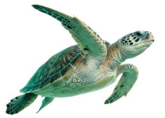 Green Turtle (Chelonia mydas) on white background