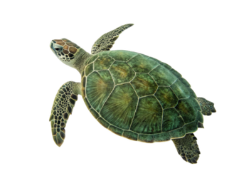 Green Turtle (Chelonia mydas) on white background