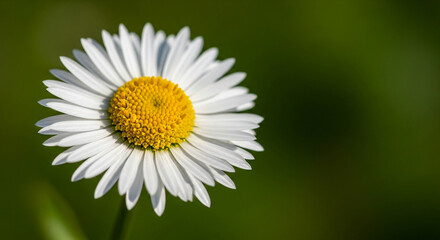 Obraz premium Vibrant wildflowers in a sunny meadow, showcasing a profusion of purple violets, yellow buttercups, and white daisies.