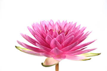 Beautiful pink lotus flower isolated on a white background