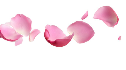 pink rose petals on white background