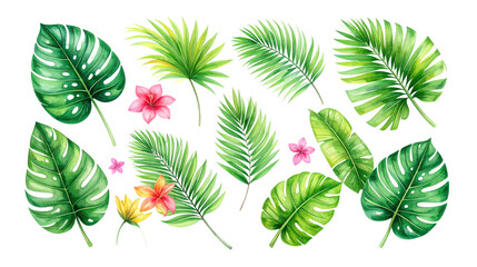 Fototapeta premium Set of green leaves including palm trees, ferns, isolated on white background.