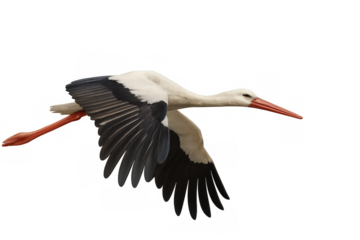 White stork gliding with black wingtips, wingspan extended, soaring freely against clean backdrop highlighting natural avian grace