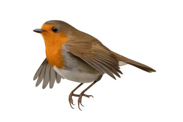 Fototapeta premium European robin with orange chest feathers flapping wings on transparent background, ready to be used in any creative project