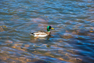 Mallard Ducks at Rocky Mountain National Park