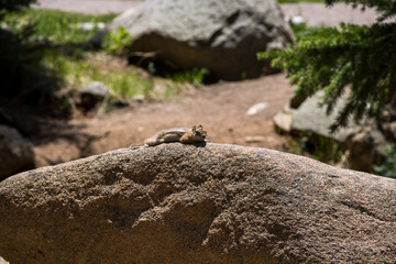 Chipmunk on rock at Rocky Mountain National Park