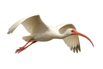 American white ibis gracefully soaring with spread wings, isolated on a transparent background