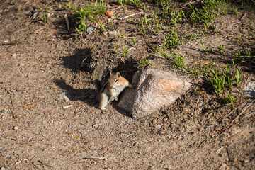 Chipmunk on rock at Rocky Mountain National Park