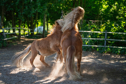 Shetland Ponys spielen
