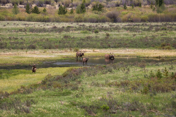 Group of elk gathered near a pond at Rocky Mountain National Park
